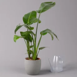 Strelitzia Nicolai, Topf-Ø 17 Cm, Höhe Ca. 55 Cm -Gartengeschäft 0210104742 Strelitzia nicolai T17 3