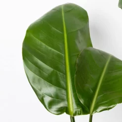 Strelitzia Nicolai, Topf-Ø 17 Cm, Höhe Ca. 55 Cm -Gartengeschäft 0210104742 Strelitzia nicolai T17 4