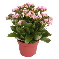 Kalanchoe 'Calandiva'®, Rosa-weiß, Topf-Ø 12 Cm, Höhe Ca. 27,5 Cm, 6er-Set -Gartengeschäft 0210350156 Kalanchoe Cal rosa weiss