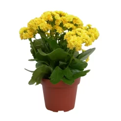 Kalanchoe 'Calandiva'®, Gelb, Topf-Ø 12 Cm, Höhe Ca. 27,5 Cm, 6er-Set -Gartengeschäft 0210350157 Kalanchoe Cal gelb