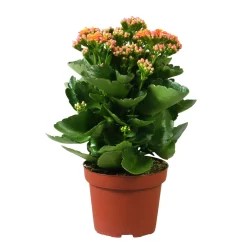 Kalanchoe 'Calandiva'®, Orange, Topf-Ø 12 Cm, Höhe Ca. 27,5 Cm, 6er-Set 10 Kalanchoe 'Calandiva'®, Orange, Topf-Ø 12 Cm, Höhe Ca. 27,5 Cm, 6er-Set -Gartengeschäft 0210350158 Kalanchoe Cal orange