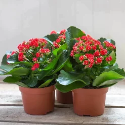 Kalanchoe 'Calandiva'®, Rot, Topf-Ø 12 Cm, Höhe Ca. 27,5 Cm, 6er-Set 13 Kalanchoe 'Calandiva'®, Rot, Topf-Ø 12 Cm, Höhe Ca. 27,5 Cm, 6er-Set -Gartengeschäft 0210350161 Kalanchoe Cal rot 12 cm T H 26cm1