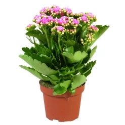 Kalanchoe 'Calandiva'®, Rosa, Topf-Ø 12 Cm, Höhe Ca. 27,5 Cm, 6er-Set -Gartengeschäft 0210350167 Kalanchoe Cal rosa