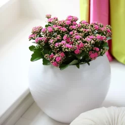 Kalanchoe 'Calandiva'®, Rosa, Topf-Ø 12 Cm, Höhe Ca. 27,5 Cm, 6er-Set -Gartengeschäft 0210350167 Kalanchoe Cal rosa1