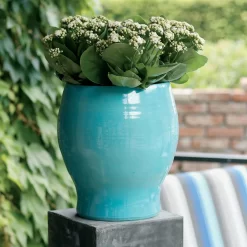 Kalanchoe 'Calandiva'®, Weiß, Topf-Ø 12 Cm, Höhe Ca. 27,5 Cm, 6er-Set 10 Kalanchoe 'Calandiva'®, Weiß, Topf-Ø 12 Cm, Höhe Ca. 27,5 Cm, 6er-Set -Gartengeschäft 0210350168 Kalanchoe Cal weiss1