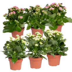 Kalanchoe 'Calandiva'®, Weiß & Rosa, Topf-Ø 12 Cm, Höhe Ca. 20-30 Cm, 6er-Set