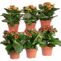Kalanchoe 'Calandiva'®, Rot&orange, Topf-Ø 12 Cm, Höhe Ca. 20-30 Cm, 6er-Set