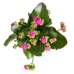 Kalanchoe 'Calandiva'®, Weiß&violett, Topf-Ø 12 Cm, Höhe Ca. 20-30 Cm, 6er-Set -Gartengeschäft 0210350382 Kalanchoe violett 6er Set 6xviolett 1 1