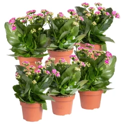 Kalanchoe 'Calandiva'®, Violett, Topf-Ø 12 Cm, Höhe Ca. 27,5 Cm, 6er-Set