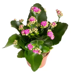 Kalanchoe 'Calandiva'®, Gelb&violett, Topf-Ø 12 Cm, Höhe Ca. 20-30 Cm, 6er-Set -Gartengeschäft 0210350382 Kalanchoe violett 6er Set 6xviolett 3