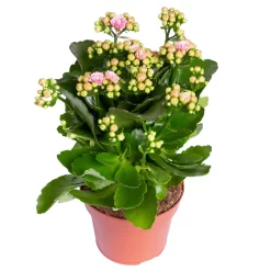 Kalanchoe 'Calandiva'®, Rosa-weiß, Topf-Ø 12 Cm, Höhe Ca. 27,5 Cm, 6er-Set -Gartengeschäft 0210350383 Kalanchoe rosa weiss 6er Set 6xrosa weiss 1