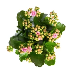 Kalanchoe 'Calandiva'®, Rosa-weiß, Topf-Ø 12 Cm, Höhe Ca. 27,5 Cm, 6er-Set -Gartengeschäft 0210350383 Kalanchoe rosa weiss 6er Set 6xrosa weiss 2