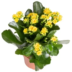 Kalanchoe 'Calandiva'®, Gelb, Topf-Ø 12 Cm, Höhe Ca. 27,5 Cm, 6er-Set -Gartengeschäft 0210350384 Kalanchoe gelb 6er Set 6xgelb 2 2