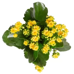 Kalanchoe 'Calandiva'®, Gelb, Topf-Ø 12 Cm, Höhe Ca. 27,5 Cm, 6er-Set -Gartengeschäft 0210350384 Kalanchoe gelb 6er Set 6xgelb 3 2