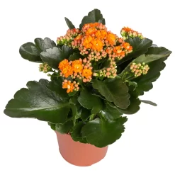 Kalanchoe 'Calandiva'®, Rot&orange, Topf-Ø 12 Cm, Höhe Ca. 20-30 Cm, 6er-Set -Gartengeschäft 0210350385 Kalanchoe orange 6er Set 6xorange 2