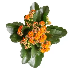 Kalanchoe 'Calandiva'®, Orange, Topf-Ø 12 Cm, Höhe Ca. 27,5 Cm, 6er-Set 9 Kalanchoe 'Calandiva'®, Orange, Topf-Ø 12 Cm, Höhe Ca. 27,5 Cm, 6er-Set -Gartengeschäft 0210350385 Kalanchoe orange 6er Set 6xorange 3 1