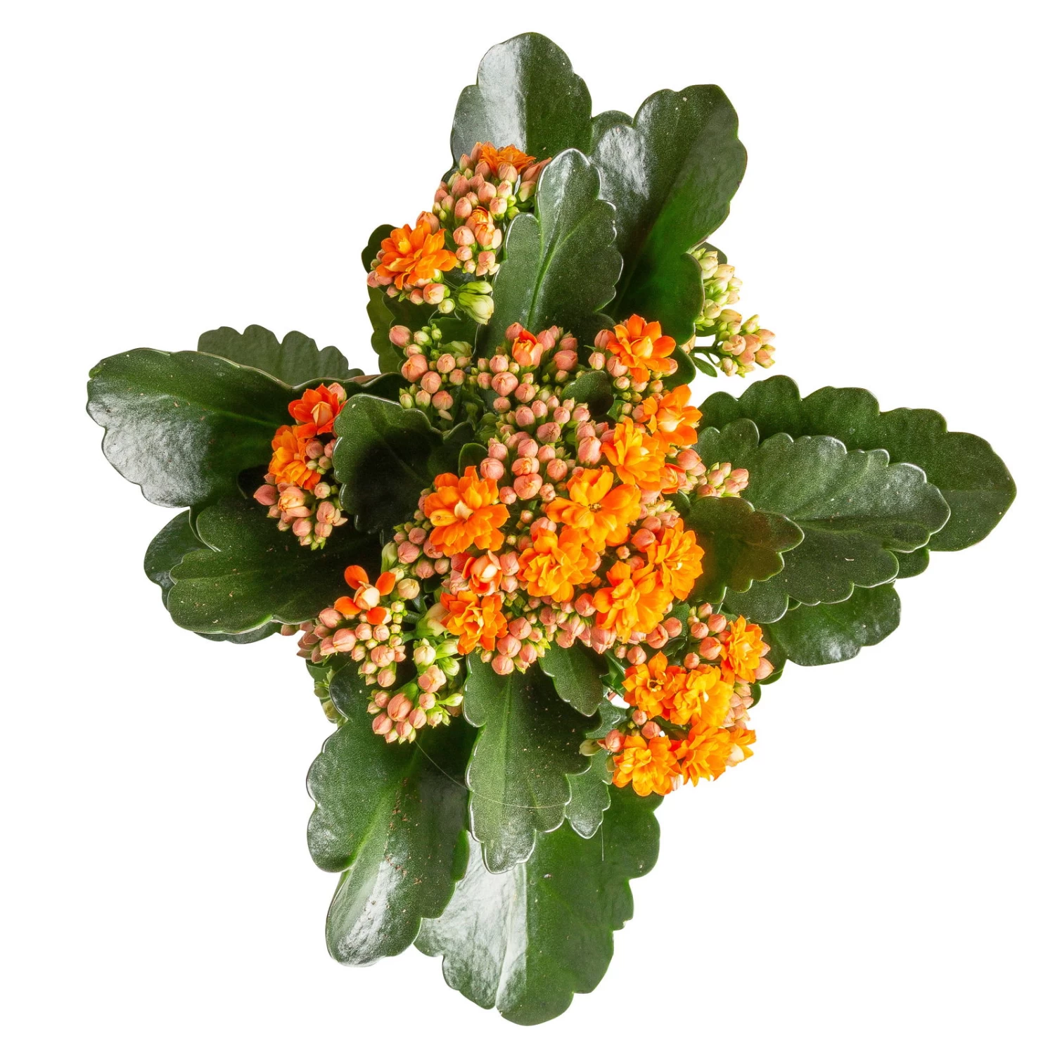 Kalanchoe 'Calandiva'®, Orange, Topf-Ø 12 Cm, Höhe Ca. 27,5 Cm, 6er-Set 3 Kalanchoe 'Calandiva'®, Orange, Topf-Ø 12 Cm, Höhe Ca. 27,5 Cm, 6er-Set – Bild 3
