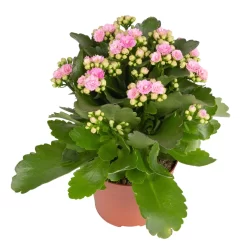 Kalanchoe 'Calandiva'®, Weiß & Rosa, Topf-Ø 12 Cm, Höhe Ca. 20-30 Cm, 6er-Set -Gartengeschäft 0210350386 Kalanchoe rosa 6er Set 6xrosa 1 1
