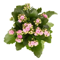 Kalanchoe 'Calandiva'®, Weiß & Rosa, Topf-Ø 12 Cm, Höhe Ca. 20-30 Cm, 6er-Set -Gartengeschäft 0210350386 Kalanchoe rosa 6er Set 6xrosa 2 1