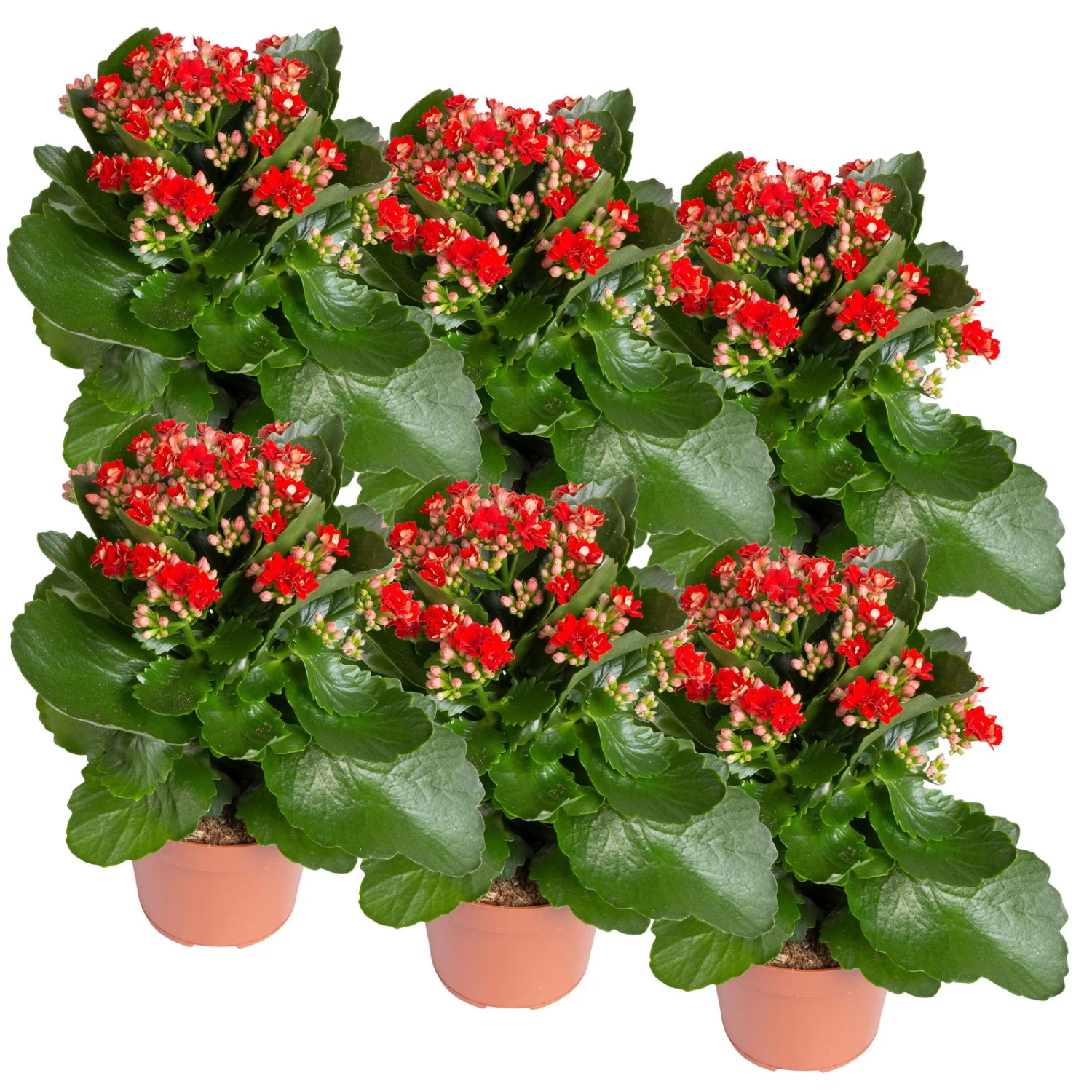 Kalanchoe 'Calandiva'®, Rot, Topf-Ø 12 Cm, Höhe Ca. 27,5 Cm, 6er-Set 2 Kalanchoe 'Calandiva'®, Rot, Topf-Ø 12 Cm, Höhe Ca. 27,5 Cm, 6er-Set – Bild 2