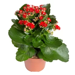 Kalanchoe 'Calandiva'®, Rot&violett, Topf-Ø 12 Cm, Höhe Ca. 20-30 Cm, 6er-Set -Gartengeschäft 0210350387 Kalanchoe rot 6er Set 6xrot 21