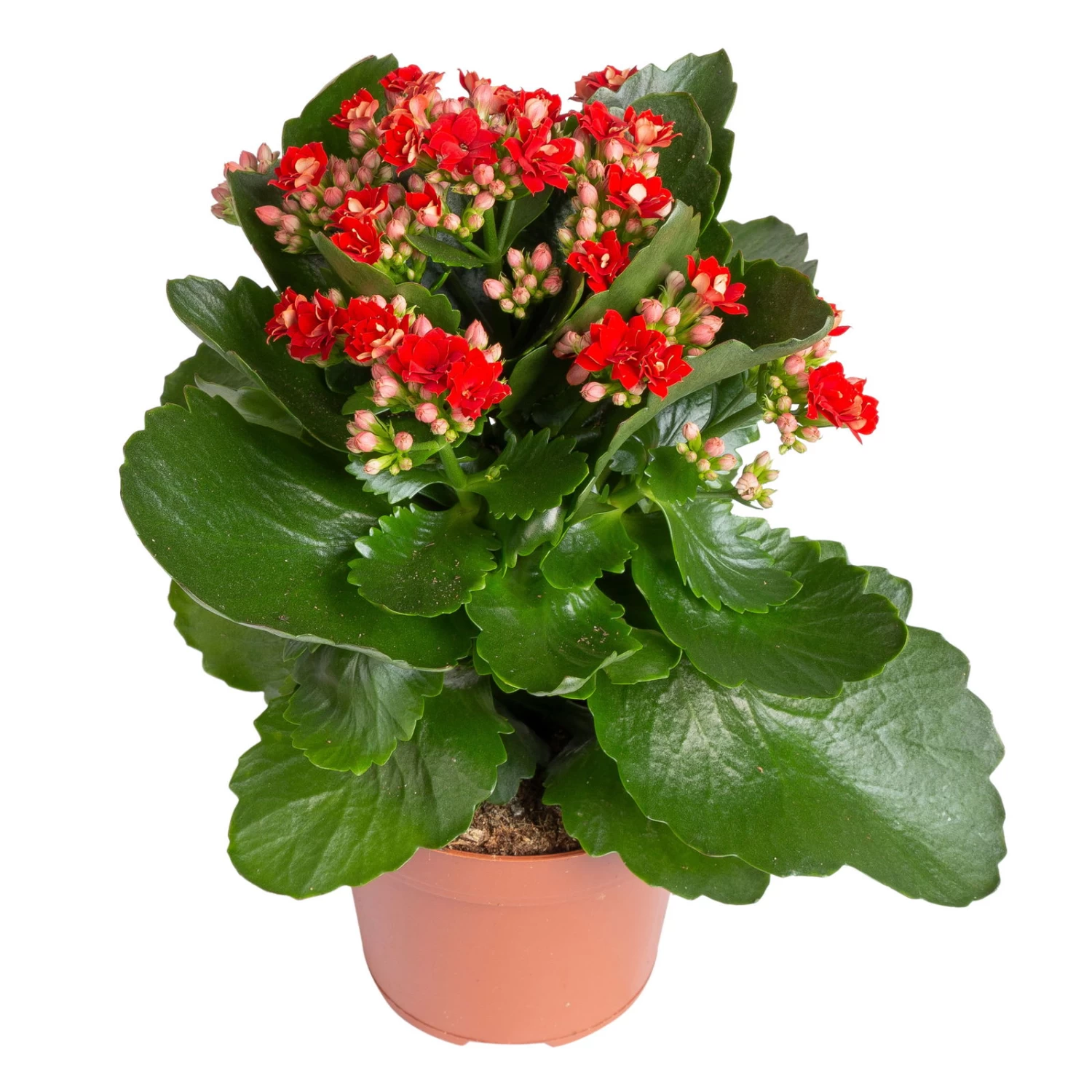 Kalanchoe 'Calandiva'®, Weiß & Rot, Topf-Ø 12 Cm, Höhe Ca. 20-30 Cm, 6er-Set 5 Kalanchoe 'Calandiva'®, Weiß & Rot, Topf-Ø 12 Cm, Höhe Ca. 20-30 Cm, 6er-Set – Bild 5