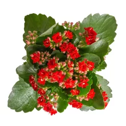 Kalanchoe 'Calandiva'®, Rot&violett, Topf-Ø 12 Cm, Höhe Ca. 20-30 Cm, 6er-Set -Gartengeschäft 0210350387 Kalanchoe rot 6er Set 6xrot 3