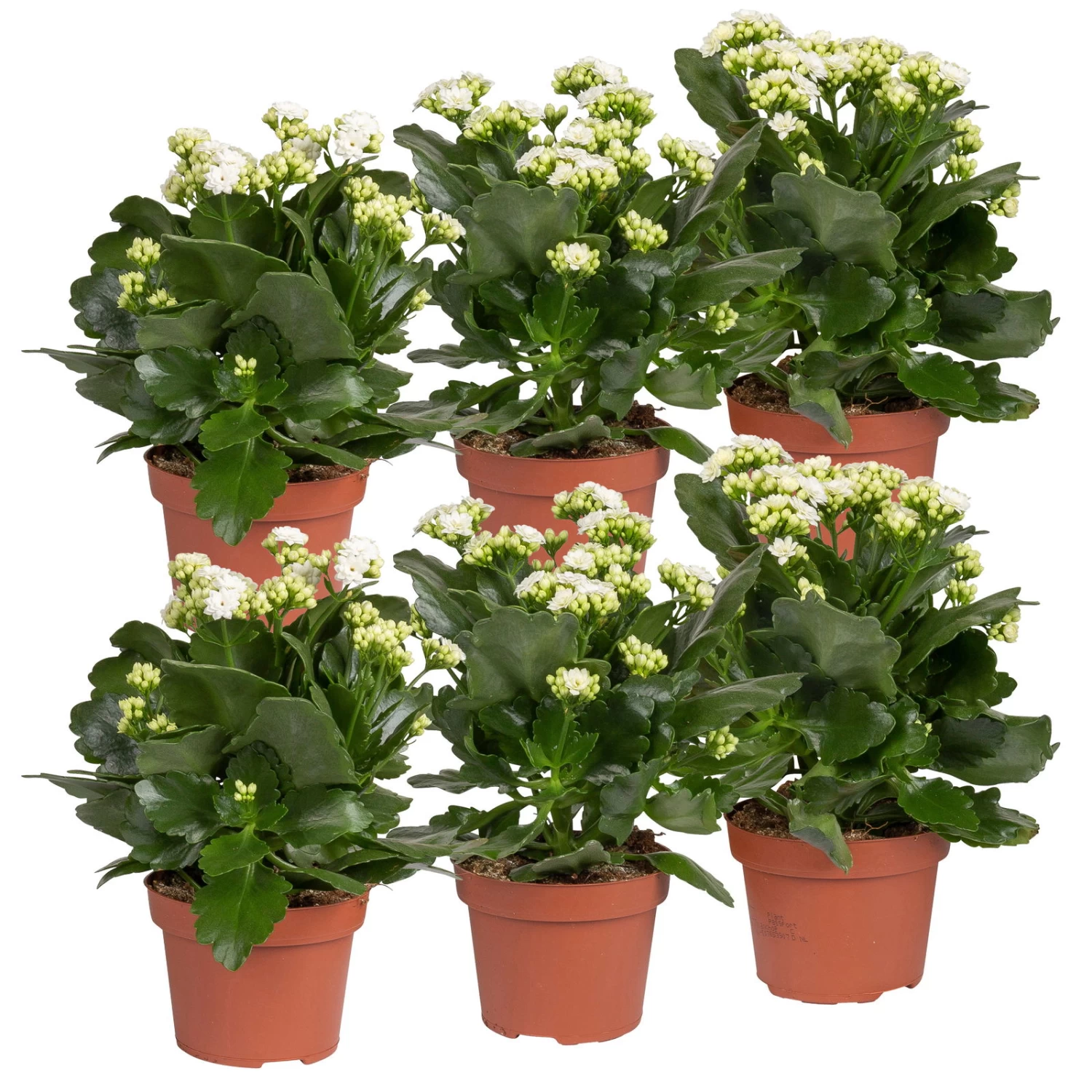 Kalanchoe 'Calandiva'®, Weiß, Topf-Ø 12 Cm, Höhe Ca. 27,5 Cm, 6er-Set 1 Kalanchoe 'Calandiva'®, Weiß, Topf-Ø 12 Cm, Höhe Ca. 27,5 Cm, 6er-Set