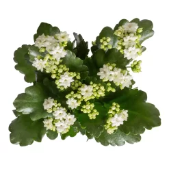 Kalanchoe 'Calandiva'®, Weiß, Topf-Ø 12 Cm, Höhe Ca. 27,5 Cm, 6er-Set 13 Kalanchoe 'Calandiva'®, Weiß, Topf-Ø 12 Cm, Höhe Ca. 27,5 Cm, 6er-Set -Gartengeschäft 0210350388 Kalanchoe weiss 6er Set 6xweiss 1 1