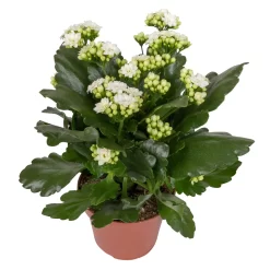 Kalanchoe 'Calandiva'®, Weiß&violett, Topf-Ø 12 Cm, Höhe Ca. 20-30 Cm, 6er-Set -Gartengeschäft 0210350388 Kalanchoe weiss 6er Set 6xweiss 2