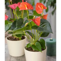 Flamingoblume, 'Orange Champion', Orange, Topf-Ø 12 Cm, Höhe Ca. 35 Cm -Gartengeschäft 0210650133 Anthurium Orange Champion