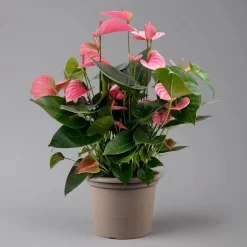 Flamingoblume 'Pink Champion', Pink, Topf-Ø 21 Cm, Höhe Ca. 65 Cm 14 Flamingoblume 'Pink Champion', Pink, Topf-Ø 21 Cm, Höhe Ca. 65 Cm -Gartengeschäft 0210650450 Anthurium andrPink Champion T21 H65 1 126767