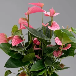 Neue Produkte -Gartengeschäft 0210650450 Anthurium andrPink Champion T21 H65 4 126765