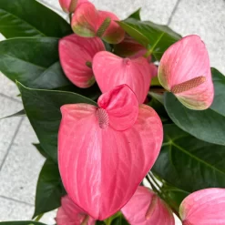 Flamingoblume 'Pink Champion', Pink, Topf-Ø 21 Cm, Höhe Ca. 65 Cm 13 Flamingoblume 'Pink Champion', Pink, Topf-Ø 21 Cm, Höhe Ca. 65 Cm -Gartengeschäft 0210650450 Anthurium andrPink Champion T21 H65 6 126746