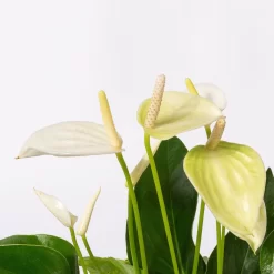 Flamingoblumen Mix Inkl. Übertopf Dallas Weiß, 2er-Set, Topf-Ø 12 Cm, Höhe 30 Cm -Gartengeschäft 0210650522 Anthurium weiss pink 3er Set 4