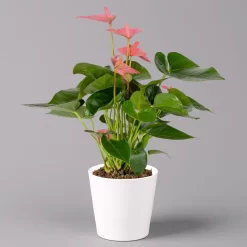 Flamingoblumen Mix Inkl. Übertopf Dallas Weiß, 2er-Set, Topf-Ø 12 Cm, Höhe 30 Cm -Gartengeschäft 0210650543 Anthurium pink inkl Dallas weiss 1 114757