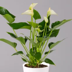 Flamingoblumen Mix Inkl. Übertopf Dallas Weiß, 2er-Set, Topf-Ø 12 Cm, Höhe 30 Cm -Gartengeschäft 0210650545 Anthurium weiss inkl Dallas weiss 2 114762