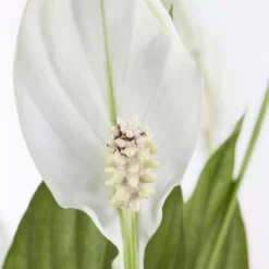 Einblatt 'Bellini' In Übertopf Vibes Blau, Topf-Ø 13 Cm, Höhe Ca. 30 Cm 9 Einblatt 'Bellini' In Übertopf Vibes Blau, Topf-Ø 13 Cm, Höhe Ca. 30 Cm -Gartengeschäft 0210660098 0210660099 0210660100 0210660101 Spathiphyllum Bellini 1 124913