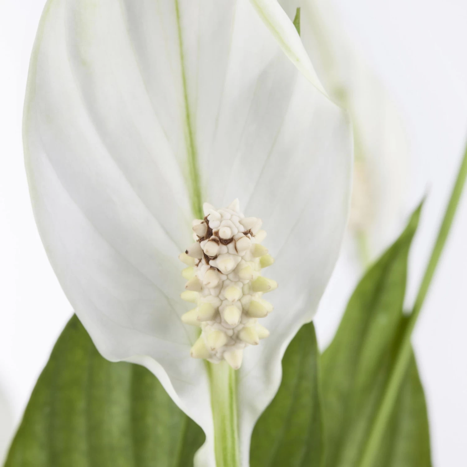 Einblatt 'Bellini' In Übertopf Vibes Blau, Topf-Ø 13 Cm, Höhe Ca. 30 Cm 4 Einblatt 'Bellini' In Übertopf Vibes Blau, Topf-Ø 13 Cm, Höhe Ca. 30 Cm – Bild 4