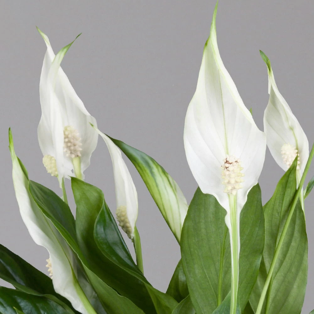 Einblatt 'Bellini' In Übertopf Vibes Blau, Topf-Ø 13 Cm, Höhe Ca. 30 Cm 2 Einblatt 'Bellini' In Übertopf Vibes Blau, Topf-Ø 13 Cm, Höhe Ca. 30 Cm – Bild 2