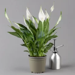 Einblatt 'Bellini' In Übertopf Vibes Blau, Topf-Ø 13 Cm, Höhe Ca. 30 Cm 8 Einblatt 'Bellini' In Übertopf Vibes Blau, Topf-Ø 13 Cm, Höhe Ca. 30 Cm -Gartengeschäft 0210660098 0210660099 0210660100 0210660101 Spathiphyllum Bellini 124912