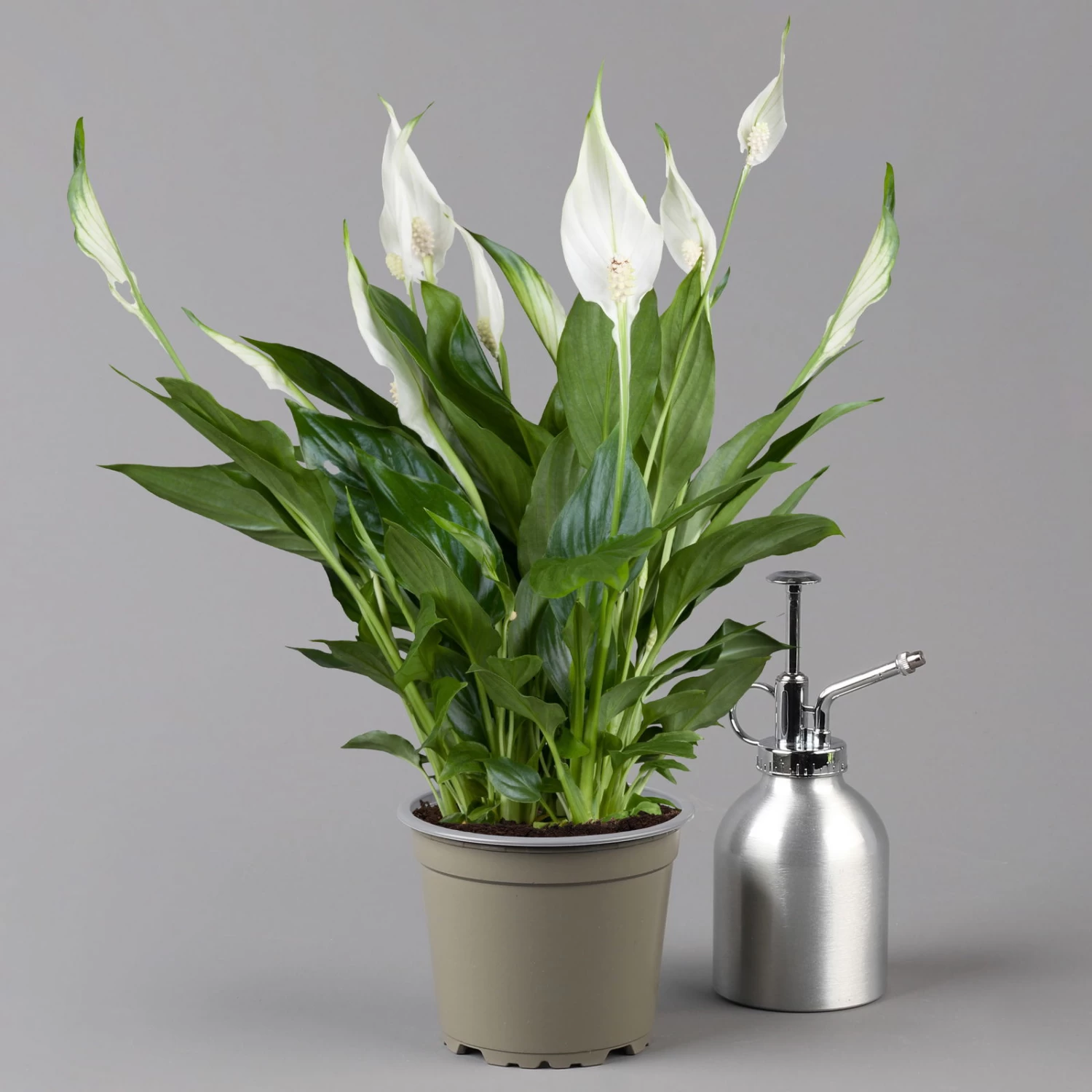 Einblatt 'Bellini' In Übertopf Vibes Blau, Topf-Ø 13 Cm, Höhe Ca. 30 Cm 3 Einblatt 'Bellini' In Übertopf Vibes Blau, Topf-Ø 13 Cm, Höhe Ca. 30 Cm – Bild 3