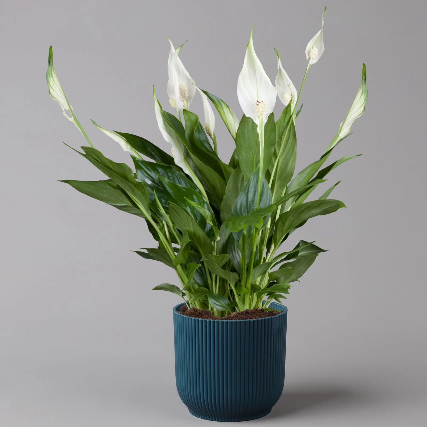 Einblatt 'Bellini' In Übertopf Vibes Blau, Topf-Ø 13 Cm, Höhe Ca. 30 Cm 1 Einblatt 'Bellini' In Übertopf Vibes Blau, Topf-Ø 13 Cm, Höhe Ca. 30 Cm