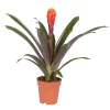 Guzmania 'Tala', Orange-gelb, Topf-Ø 12 Cm , Höhe Ca. 45 Cm