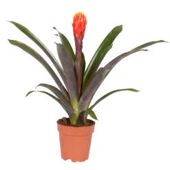 Guzmania 'Tala', Orange-gelb, Topf-Ø 12 Cm , Höhe Ca. 45 Cm