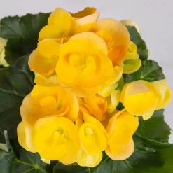 Elatior-Begonie, Topf-Ø 14 Cm, Gelb & Orange, Höhe Ca. 20-27 Cm, 4er-Set -Gartengeschäft 0210900301 Begonia Elatior gelb orange 2