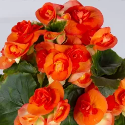 Elatior-Begonie, Topf-Ø 14 Cm, Gelb & Orange, Höhe Ca. 20-27 Cm, 4er-Set -Gartengeschäft 0210900301 Begonia Elatior gelb orange 5