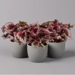 Blattbegonie 'Evening Glow', Topf-Ø 12 Cm, Höhe Ca. 25 Cm, 3er-Set