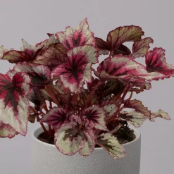 Blattbegonie 'Evening Glow', Topf-Ø 12 Cm, Höhe Ca. 25 Cm, 3er-Set -Gartengeschäft 0210900311 Blattbegonie Evening Glow 3er Set 3