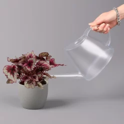 Blattbegonie 'Evening Glow', Topf-Ø 12 Cm, Höhe Ca. 25 Cm, 3er-Set -Gartengeschäft 0210900311 Blattbegonie Evening Glow 3er Set 4